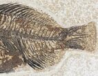 Priscacara Fossil Fish - Kemmerer, Wyoming #20823-3